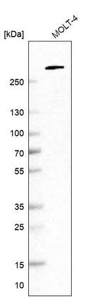 Western blot analysis in human cell line MOLT-4.