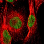 Immunofluorescent staining of human cell line U-251 MG shows localization to nucleoplasm.