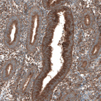 Anti-SEC31A Antibody