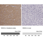 Anti-SNCA Antibody