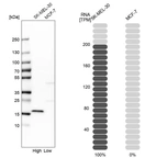 Western blot analysis in human cell lines SK-MEL-30 and MCF-7 using Anti-SNCA antibody. Corresponding SNCA RNA-seq data are presented for the same cell lines. Loading control: Anti-PFN1.