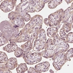 Immunohistochemical staining of human placenta shows weak cytoplasmic positivity in trophoblastic cells.