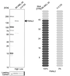 Western blot analysis in human cell lines SK-MEL-30 and U2OS using Anti-FMNL2 antibody. Corresponding FMNL2 RNA-seq data are presented for the same cell lines. Loading control: Anti-COX4I1.