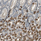 Anti-FMN1 Antibody