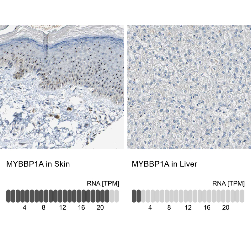 Anti-MYBBP1A Antibody