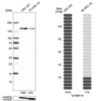 Western blot analysis in human cell line HEK 293 and human cell line SK-MEL-30.