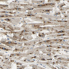 Anti-ASAH1 Antibody