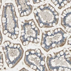 Immunohistochemical staining of human small intestine shows strong granular cytoplasmic positivity in glandular cells.