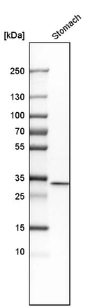 Western blot analysis in human stomach tissue.