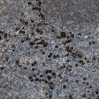 Anti-SYVN1 Antibody