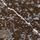 Immunohistochemical staining of human pancreas shows strong cytoplasmic positivity in exocrine glandular cells.