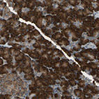 Anti-SYVN1 Antibody