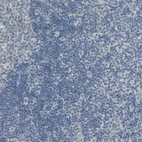 Immunohistochemical staining of human lymphoid tissues shows no positivity in non-germinal center cells as expected.
