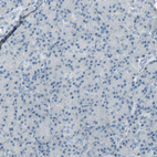 Immunohistochemical staining of human pancreas shows no positivity in exocrine glandular cells as expected.