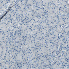 Anti-TPX2 Antibody