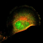 Immunofluorescent staining of human cell line U-251 MG shows localization to nucleus, nucleoli & cytosol.