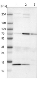 Lane 1: NIH-3T3 cell lysate (Mouse embryonic fibroblast cells)_br/_Lane 2: NBT-II cell lysate (Rat Wistar bladder tumour cells)_br/_Lane 3: PC12 cell lysate (Pheochromocytoma of rat adrenal medulla)