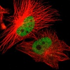 Immunofluorescent staining of human cell line U-251 MG shows localization to nucleoplasm.