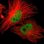 Immunofluorescent staining of human cell line U-251 MG shows localization to nucleoplasm.