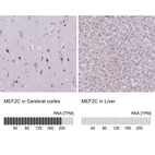 Anti-MEF2C Antibody