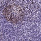 Immunohistochemical staining of human tonsil shows moderate nuclear positivity in germinal center cells.