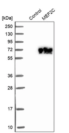 Western blot analysis in control (vector only transfected HEK293T lysate) and MEF2C over-expression lysate (Co-expressed with a C-terminal myc-DDK tag (~3.1 kDa) in mammalian HEK293T cells, LY419349).