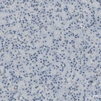 Immunohistochemical staining of human pancreas shows no nuclear positivity in exocrine glandular cells as expected.