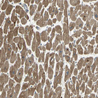 Anti-KANK1 Antibody