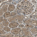 Immunohistochemical staining of human Kidney shows moderate cytoplasmic positivity in cells in tubules and glomeruli.