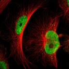 Immunofluorescent staining of human cell line U-251 MG shows localization to nucleoplasm.