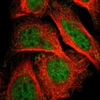 Immunofluorescent staining of human cell line U-2 OS shows localization to nucleoplasm & cytosol.
