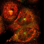 Immunofluorescent staining of human cell line A-431 shows localization to cytosol & microtubule organizing center.