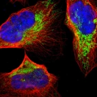 Immunofluorescent staining of human cell line U-2 OS shows localization to mitochondria.