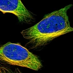 Immunofluorescent staining of human cell line U-2 OS shows localization to nucleoli fibrillar center & microtubules.