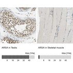 Anti-ARSA Antibody