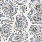 Immunohistochemical staining of human small intestine shows moderate granular cytoplasmic positivity in glandular cells.
