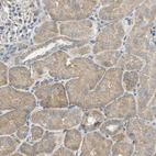 Immunohistochemical staining of human kidney shows moderate cytoplasmic positivity in cells in tubules.
