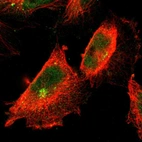 Immunofluorescent staining of human cell line U-251 MG shows localization to nucleoplasm, cytosol & microtubule organizing center.