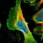 Immunofluorescent staining of human cell line U-2 OS shows localization to nucleoplasm, plasma membrane & cytosol.
