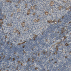 Anti-SKAP2 Antibody