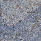 Immunohistochemical staining of human lymph node shows moderate cytoplasmic positivity in germinal center cells.