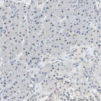 Immunohistochemical staining of human pancreas shows no positivity in exocrine glandular cells as expected.