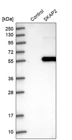 Western blot analysis in control (vector only transfected HEK293T lysate) and SKAP2 over-expression lysate (Co-expressed with a C-terminal myc-DDK tag (~3.1 kDa) in mammalian HEK293T cells, LY401289).