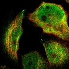Immunofluorescent staining of human cell line U-251 MG shows localization to nucleoplasm & cytosol.