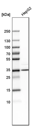 Western blot analysis in human cell line HepG2.