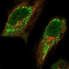 Immunofluorescent staining of human cell line HeLa shows localization to nucleoplasm & mitochondria.