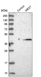Anti-MEST Antibody