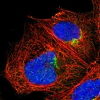 Immunofluorescent staining of human cell line A-431 shows localization to the Golgi apparatus.