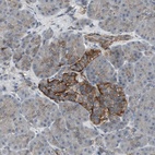 Anti-SCYL3 Antibody