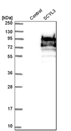 Western blot analysis in control (vector only transfected HEK293T lysate) and sCYL3 over-expression lysate (Co-expressed with a C-terminal myc-DDK tag (~3.1 kDa) in mammalian HEK293T cells, LY412474).